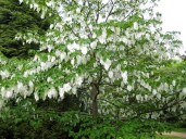 Davidia Involucrata